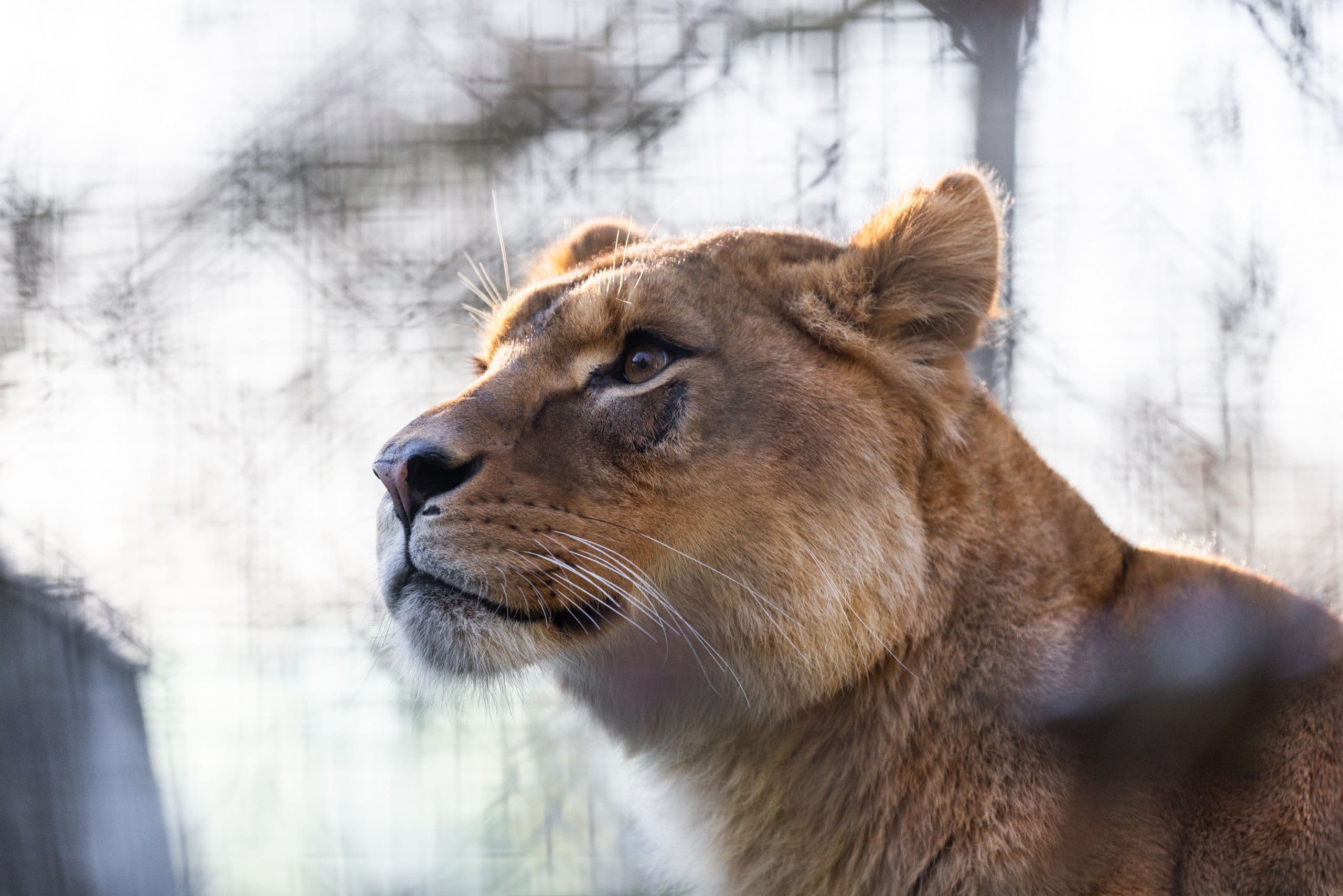 Zoo de Thoiry